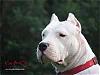 DOGO X