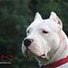 DOGO X